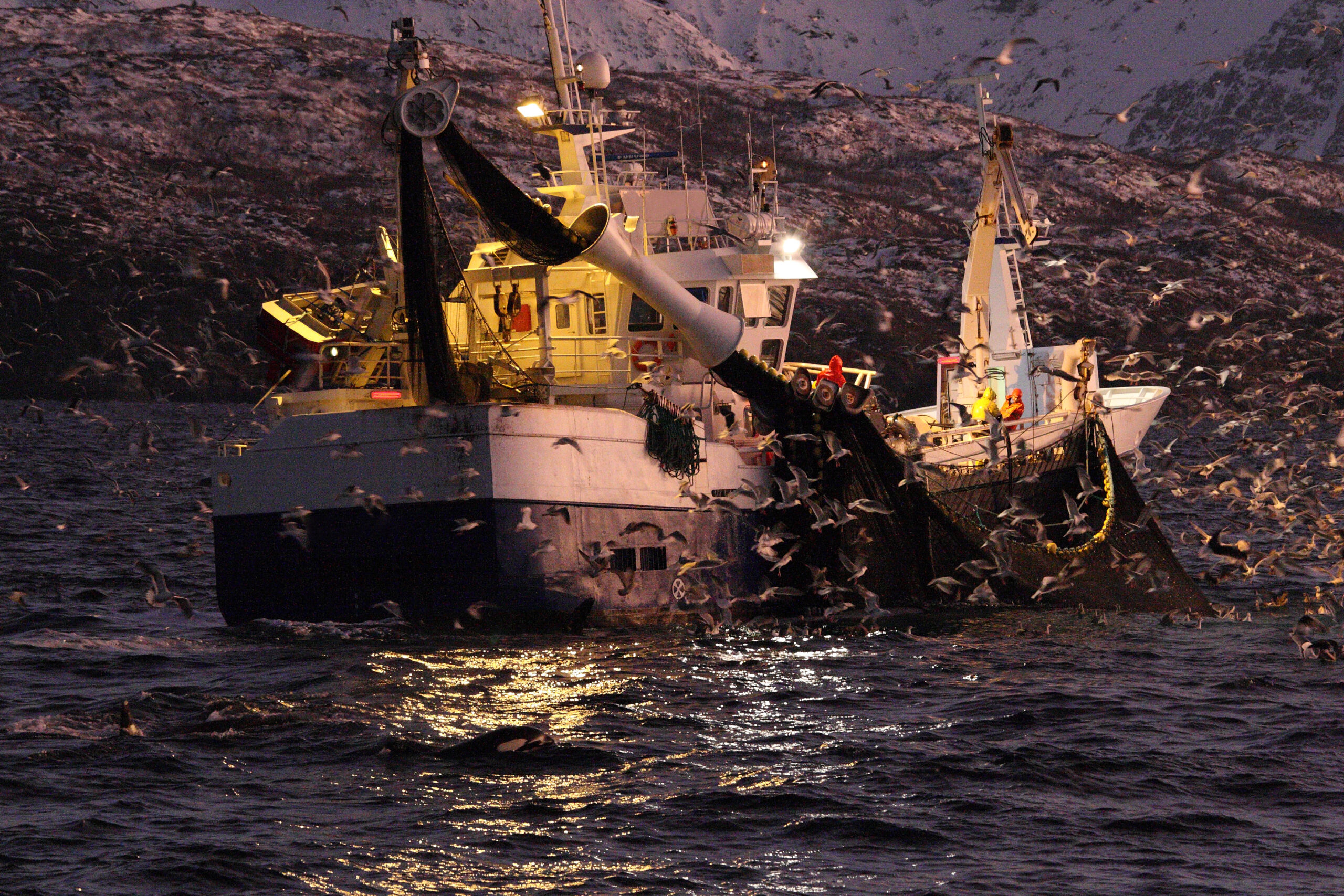 orcas or killer whales, Orcinus orca, feeding on herrings near fishing boat off Skjervoy, Norway