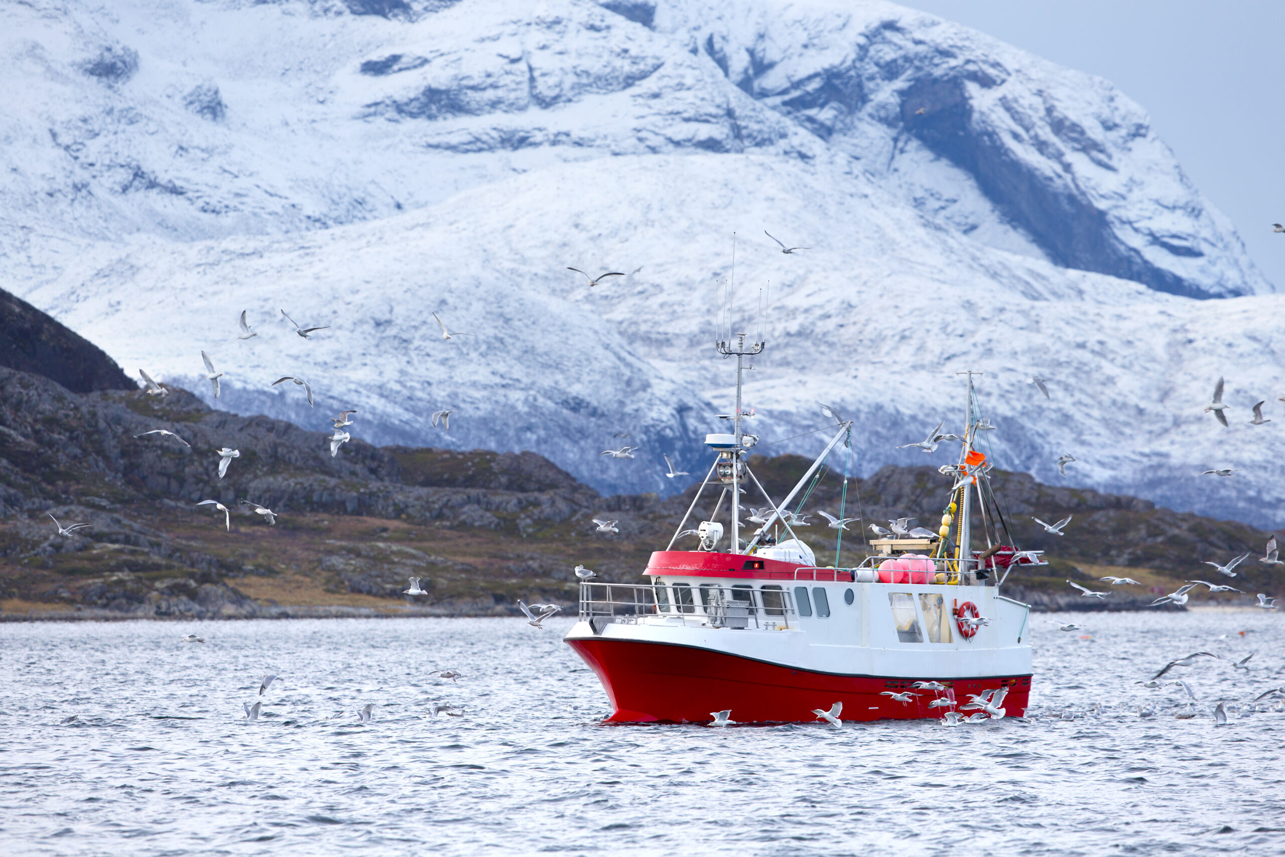 Red fishing boat with a many birds flying around.  Cold arctic environment.